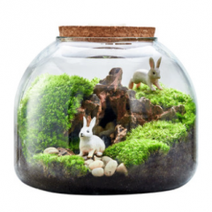 苔藓植物微景观生态瓶盆景办公桌面创意绿植摆件趣味DIY微型景观